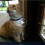 Psicologia Animal – Onde seu gato vai…