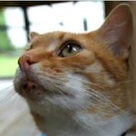 Psicologia Animal - Onde seu gato vai pode ser supreendente