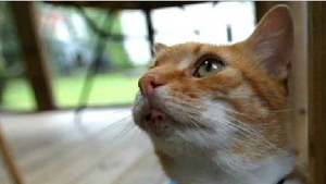 Psicologia Animal - Onde seu gato vai pode ser supreendente