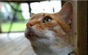 Psicologia Animal – Onde seu gato vai…